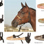 Horse bridle with various color accents displayed on a white background