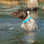 Weaver Leather Terrain D.O.G. Brahma Webb Dog Collar - Weather Resistant & Quick Drying