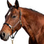 Brown horse wearing a bridle on a white background
