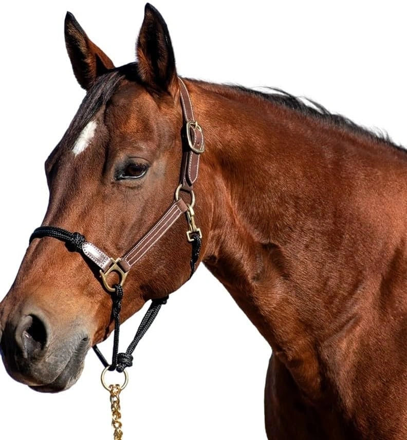 Brown horse wearing a bridle on a white background