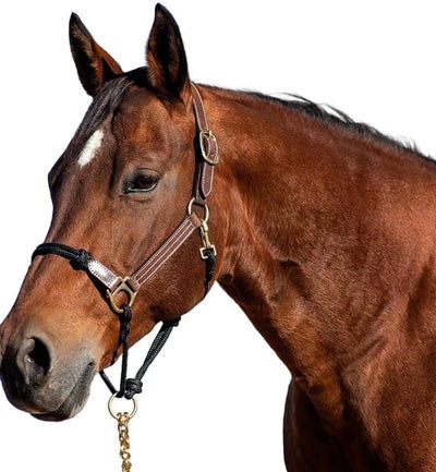 Cashel Combo Leather & Rope Horse Halter | Durable Training Halter