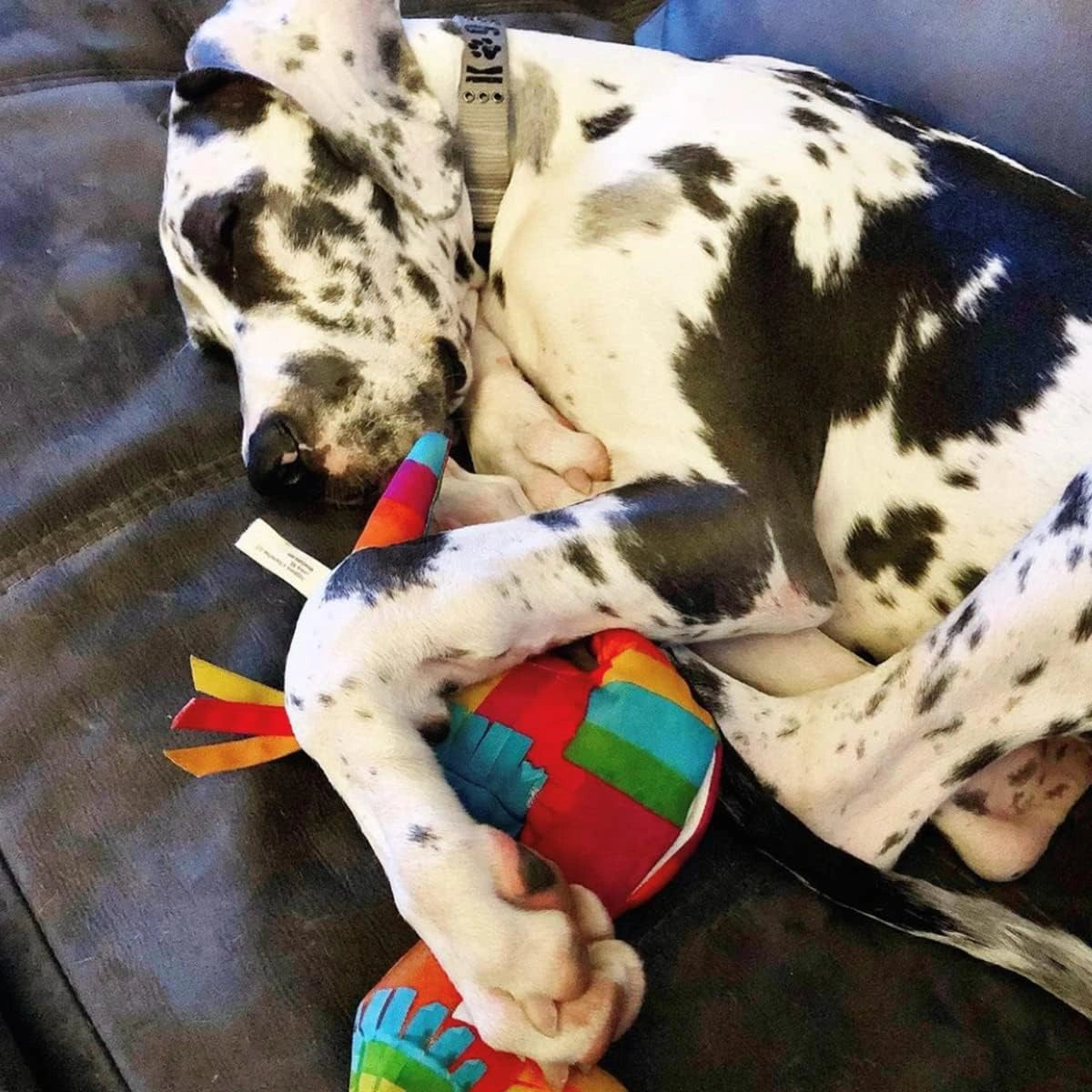 Doggijuana Refillable Premium Organic USA Catnip Dog Toy Naturally Calming - Hooves and Paws