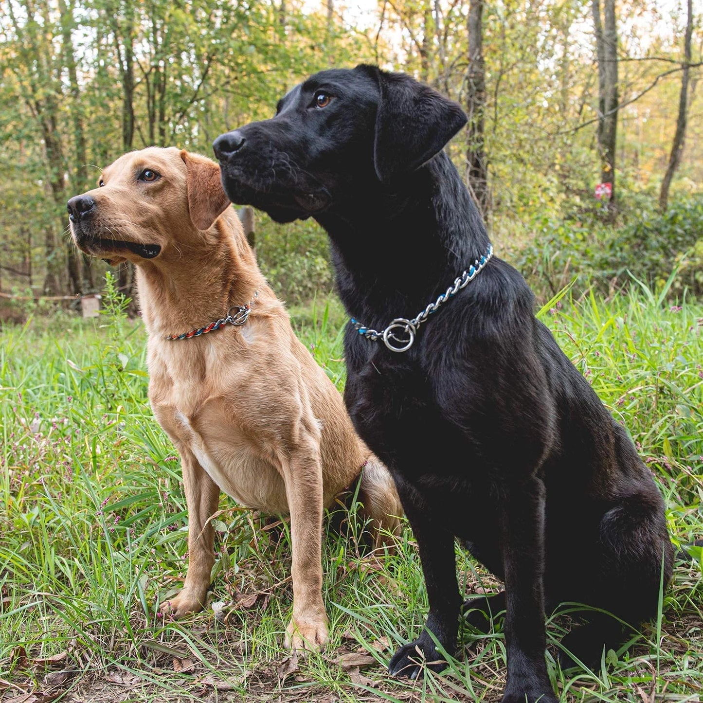Weaver Leather Laced Chain Slip Collar - Hooves and Paws