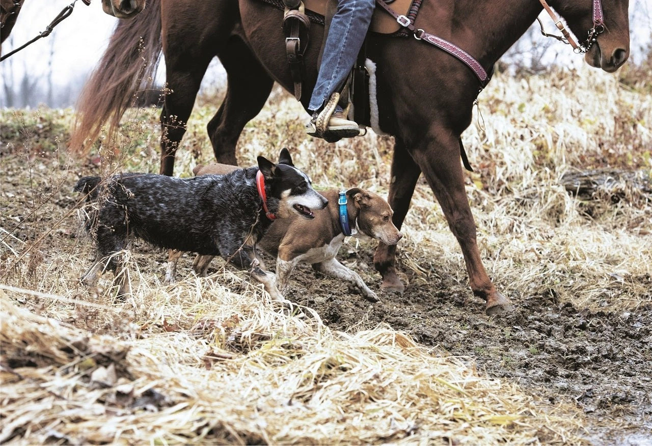 Weaver Terrain D.O.G. Durable Pet Outdoor Gear Reflective Neoprene Lined Collars - Hooves and Paws