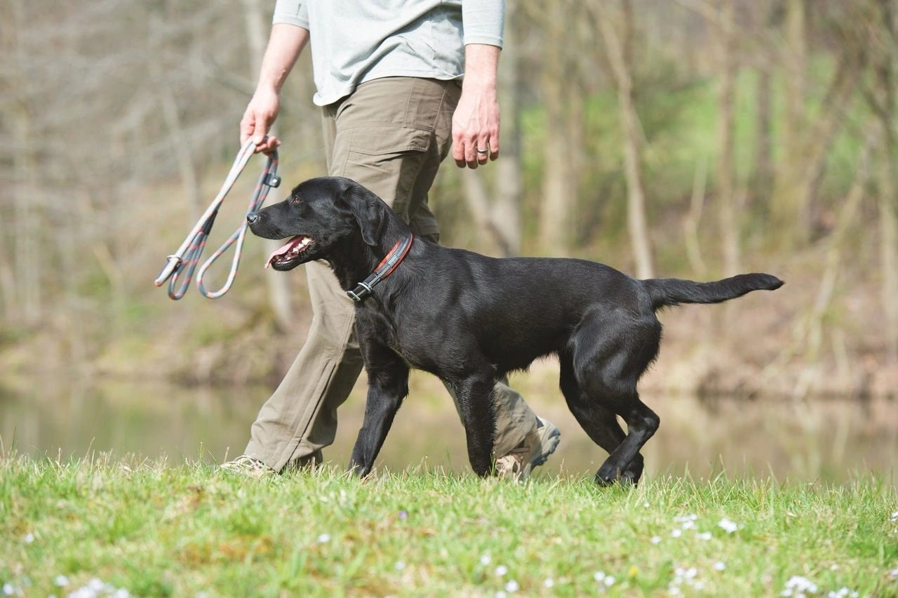 Weaver Terrain D.O.G. Durable Pet Outdoor Gear Reflective Neoprene Lined Collars - Hooves and Paws