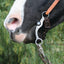 Professionals Choice Correction Bits - Hooves and Paws