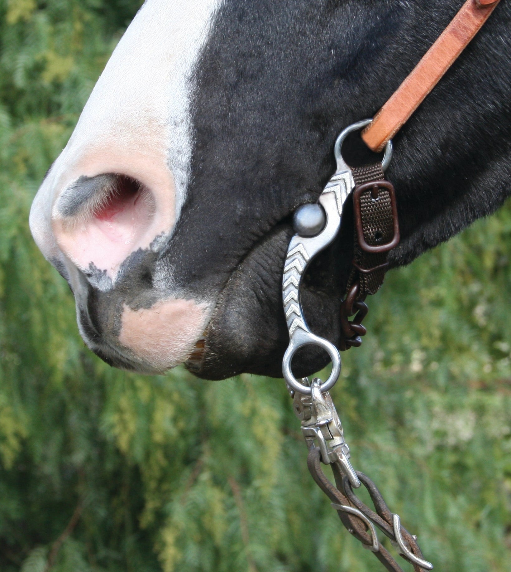Professionals Choice Correction Bits - Hooves and Paws