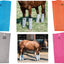 Cashel Equine Horse Fly Control Leg Guards 4 - Pack - Hooves and Paws