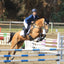 Professional's Choice Jump Pad with VenTECH Lining - Contoured Breathable Moisture-Wicking Saddle Pad