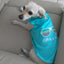 Parisian Pet Dog 1 or Dog 2 Embroidered Tshirt - Hooves and Paws