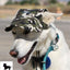 Dog Outdoor Adventure Gear Embroidered Pet Hat LoveWally Adjustable - Hooves and Paws