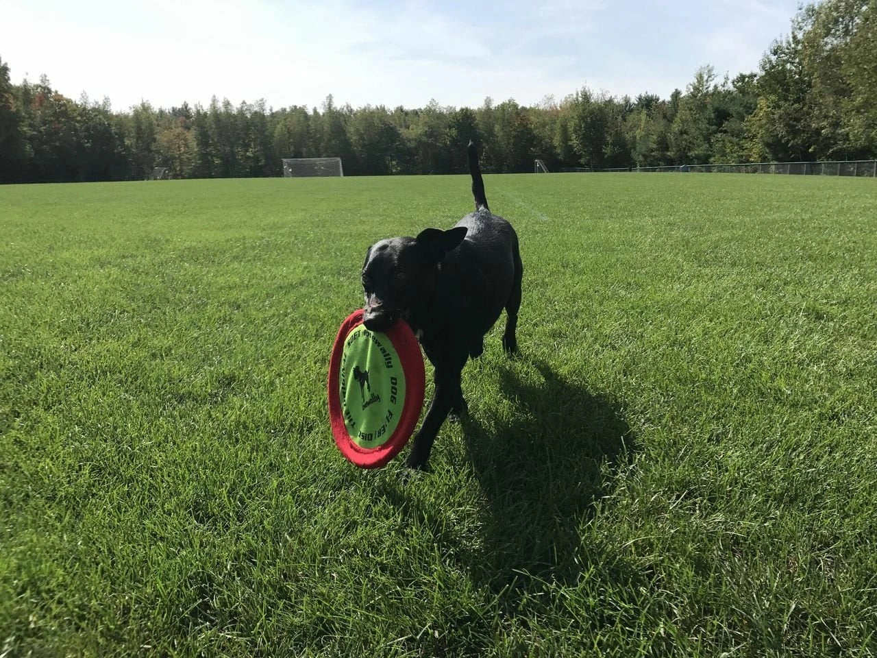 LoveWally The Original Soft Bite Floppy Disc Flyer Outdoor Adventure Gear Dog Toy - Hooves and Paws