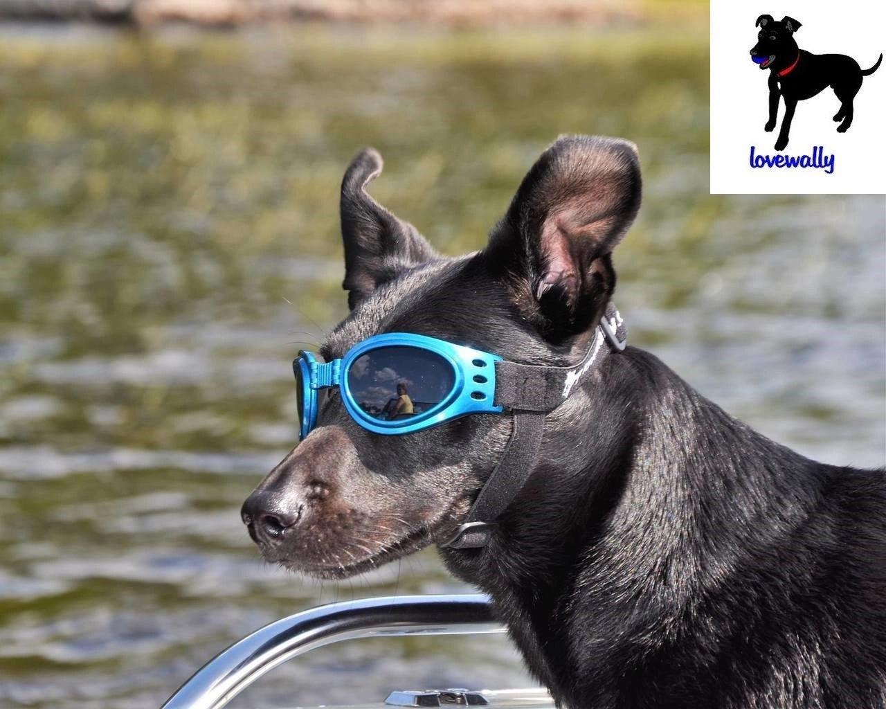 LoveWally Dog Goggles Sunglasses Outdoor Adventure Gear - Hooves and Paws