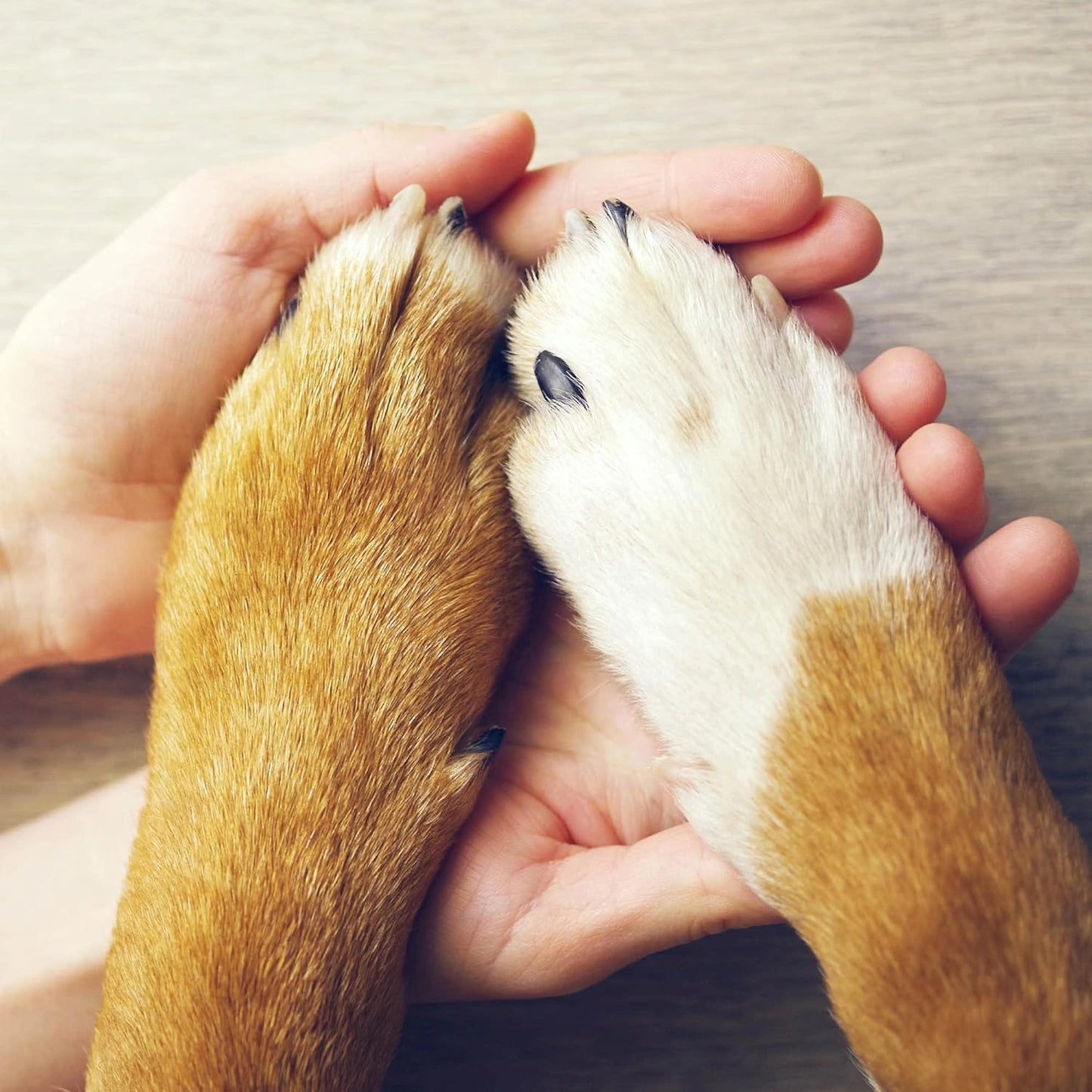 Eye Envy On The Paw Therapy Balm - 100% Natural Heal & Protect Cracked Paws, 1.45oz