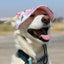 Dog Outdoor Adventure Gear Embroidered Pet Hat LoveWally Adjustable - Hooves and Paws