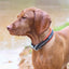 Weaver Leather Reflective Neoprene Lined Dog Collar (Sell out) - Hooves and Paws