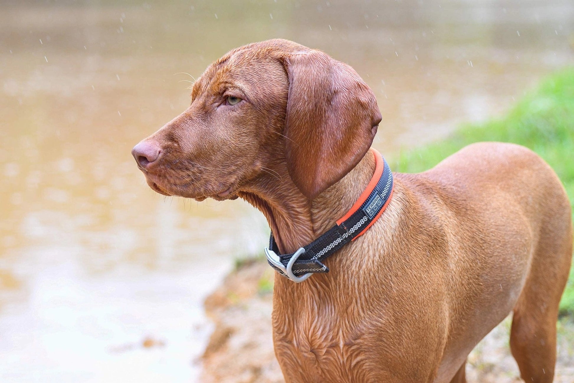 Weaver Leather Reflective Neoprene Lined Dog Collar (Sell out) - Hooves and Paws