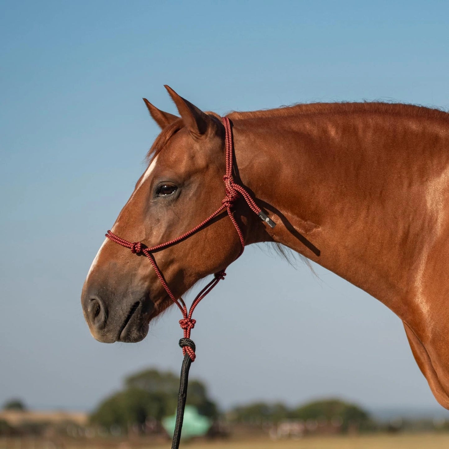 Classic Equine Rope Halter with 9ft Lead - Hardware-Free Nylon