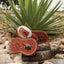 Alpine Flower Tooling Cowboy Spur Straps - Chestnut Leather, displayed with professional product photography