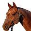 Classic Equine Rope Halter with 9ft Lead - Hardware-Free Nylon