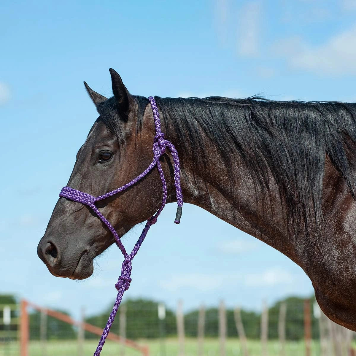 Cashel Flat Braid Halter and Lead rope HTR - BMTH - Hooves and Paws