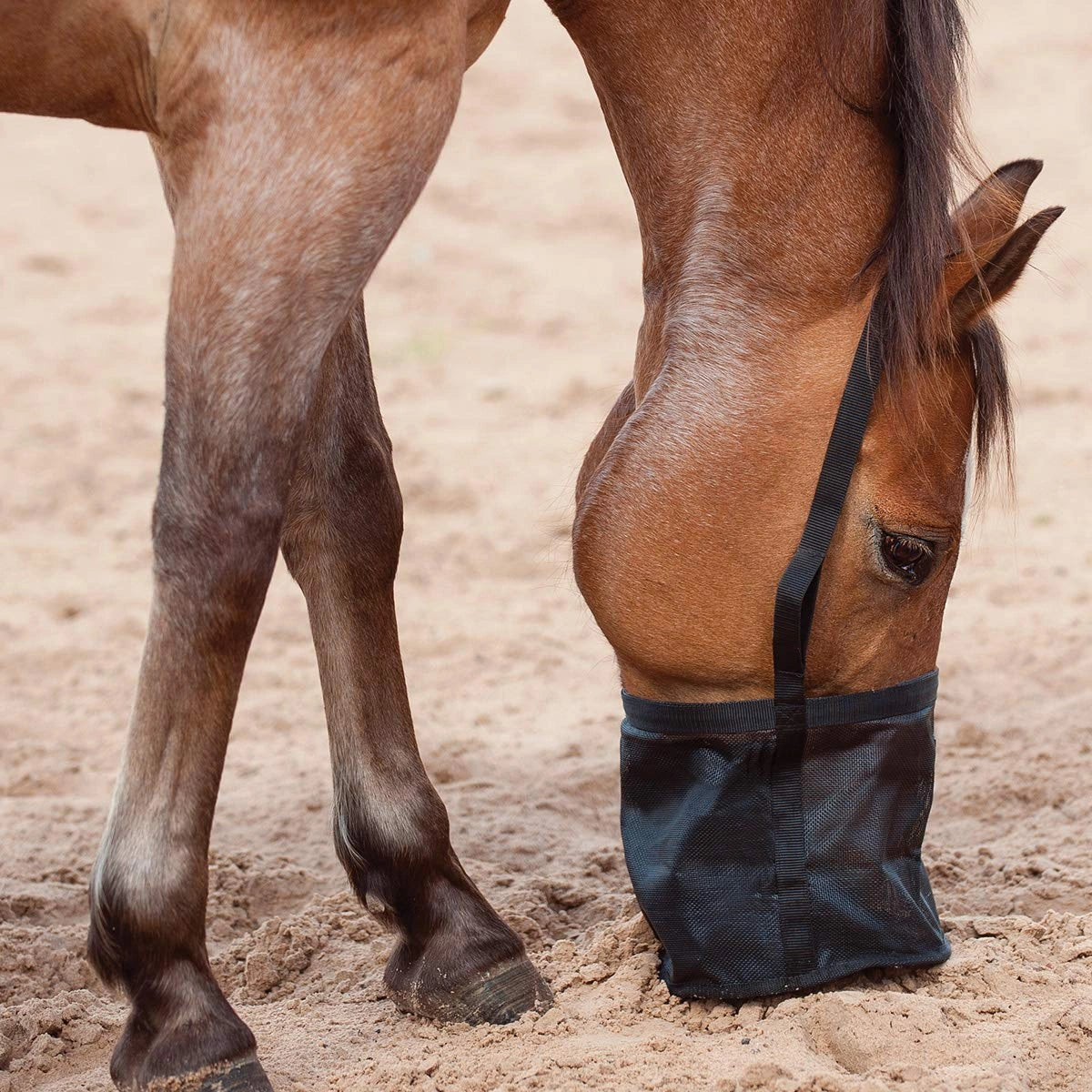 Cashel Feed Rite Bag - Breathable Mesh Horse Feed Bag with Adjustable Straps & Spill-Proof Design