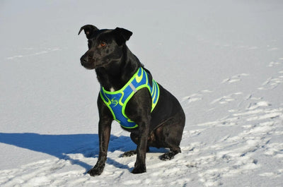 Doggie Design American River Dog Harness Ombre Collection - Hooves and Paws