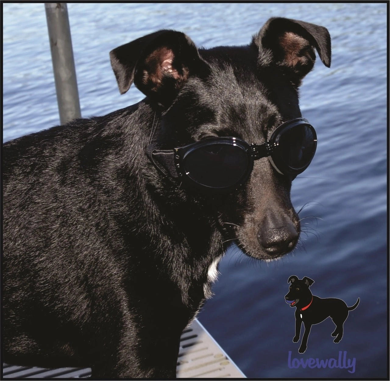 LoveWally Dog Goggles Sunglasses Outdoor Adventure Gear - Hooves and Paws