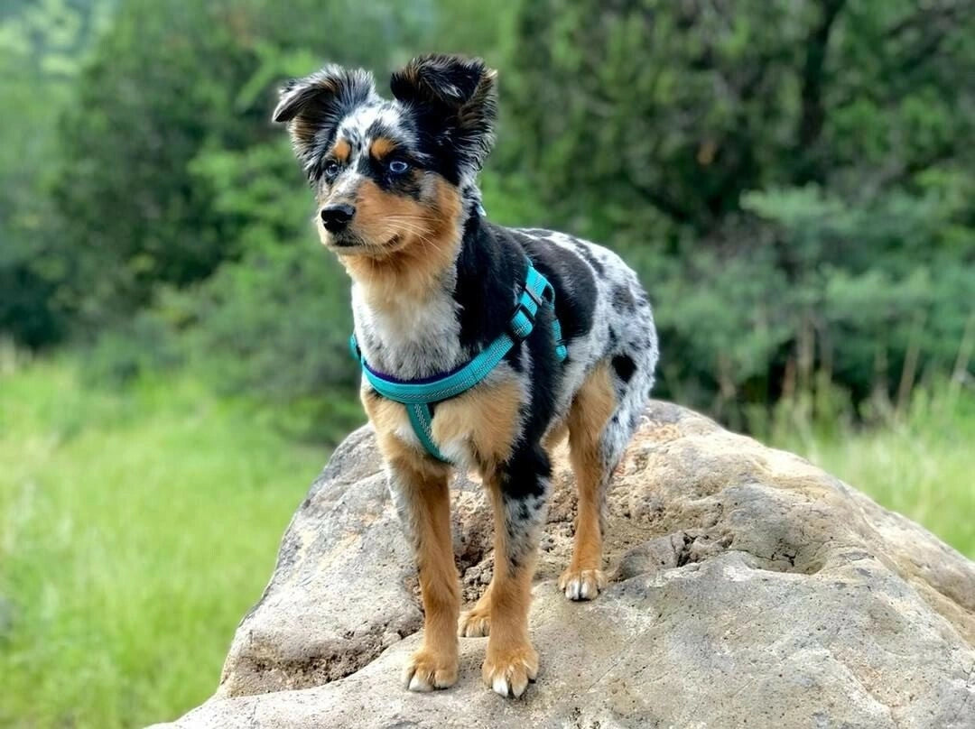 Weaver Terrain D.O.G. Durable Pet Outdoor Gear Reflective Neoprene Lined Collars - Hooves and Paws