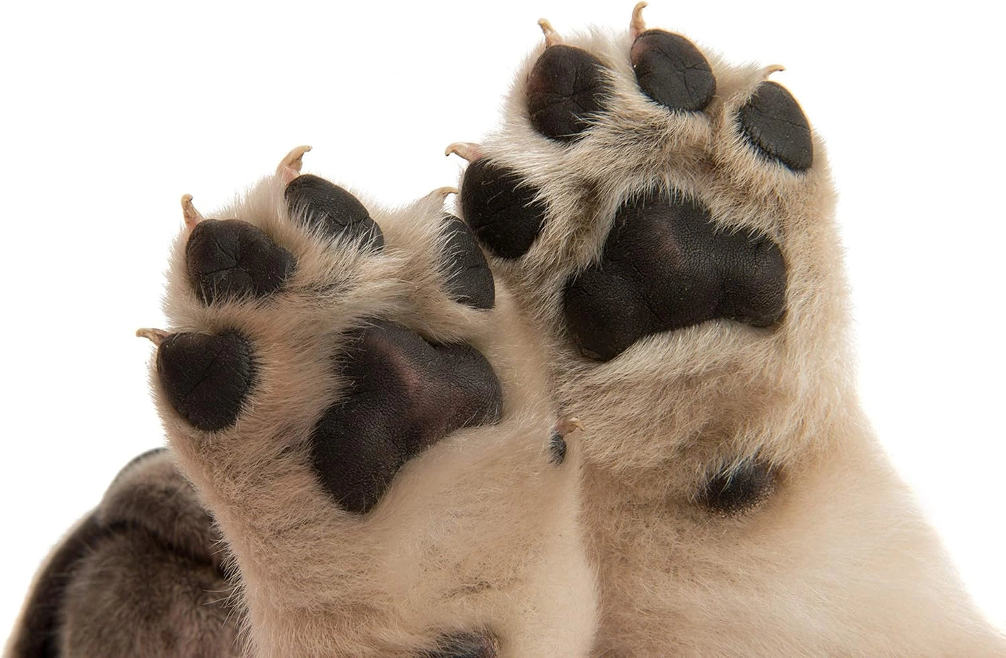 Eye Envy On The Paw Therapy Balm - 100% Natural Heal & Protect Cracked Paws, 1.45oz