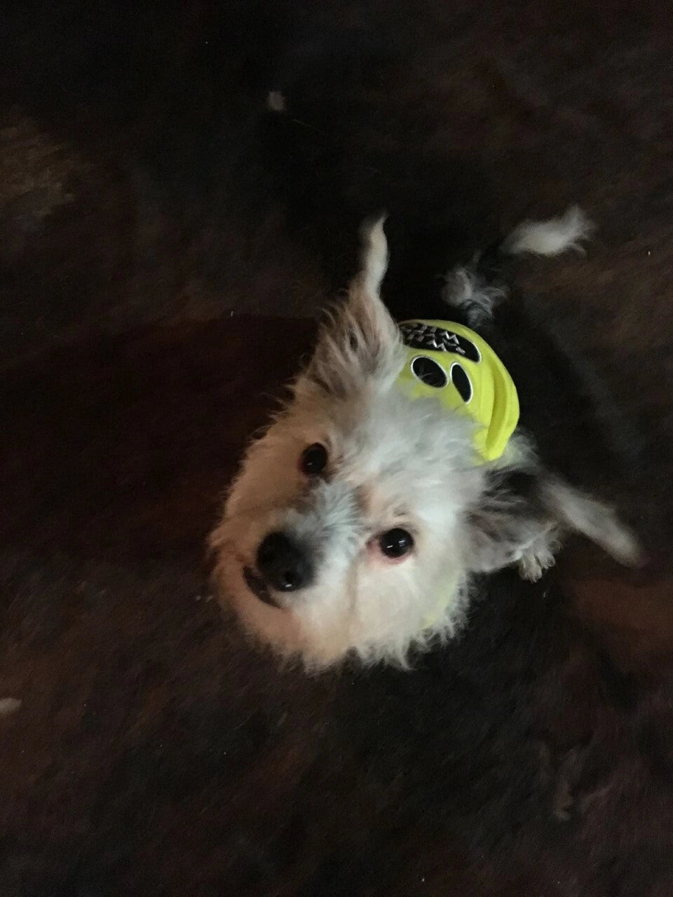 Parisian Pet Who Saved Who Embroidered Tshirt - Hooves and Paws