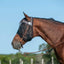 Horse wearing a fly mask with a clear blue sky background