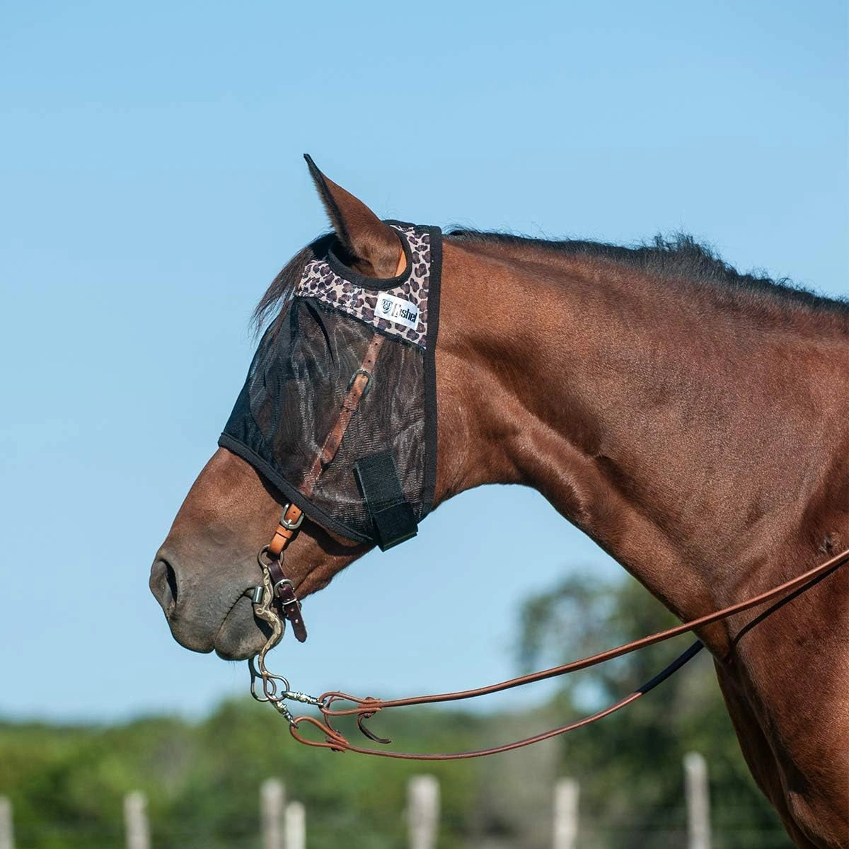 Horse wearing a fly mask with a clear blue sky background