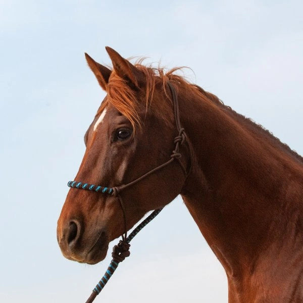Classic Equine Two-Tone Rope Halter with 8' Lead