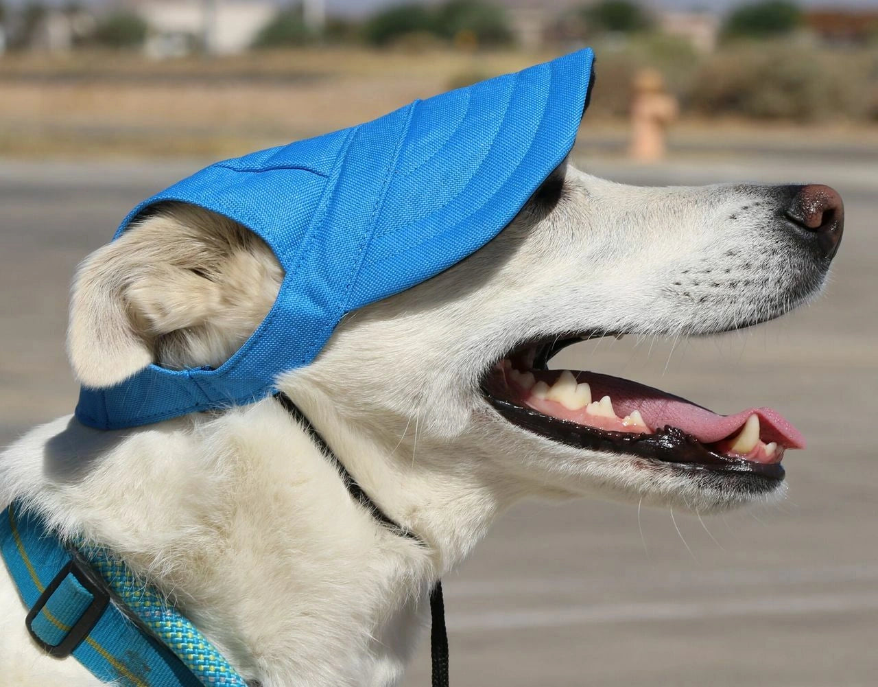 Dog Outdoor Adventure Gear Embroidered Pet Hat LoveWally Adjustable - Hooves and Paws