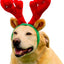 Outward Hound Holiday Christmas Reindeer Antlers Dog Headband with Adjustable Chin Strap