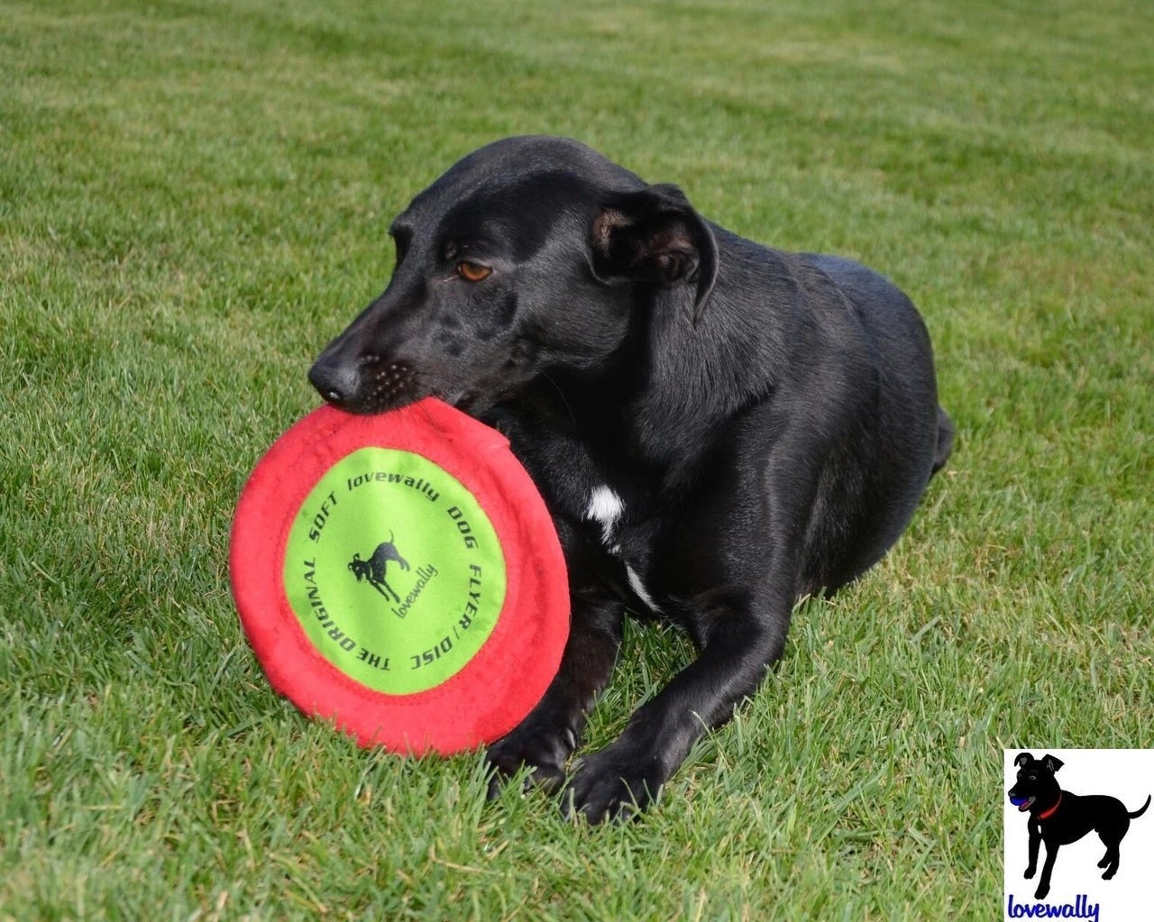LoveWally The Original Soft Bite Floppy Disc Flyer Outdoor Adventure Gear Dog Toy - Hooves and Paws