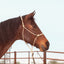 CLASSIC EQUINE Premium Rope Halter - Hooves and Paws