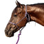 Classic Equine Rope Halter with 9ft Lead - Hardware-Free Nylon