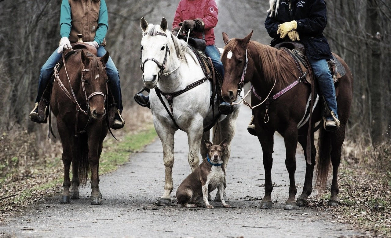 Weaver Terrain D.O.G. Durable Pet Outdoor Gear Reflective Neoprene Lined Collars - Hooves and Paws