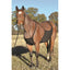 Cashel Fly Sheet Belly Guard — Adjustable Midline Protection