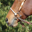 Professional's Choice Sports Medicine Products Combo Snaffle Horse Bits - Twisted Wire - Smooth Ring - Lifesaver Horse Mouth Piece