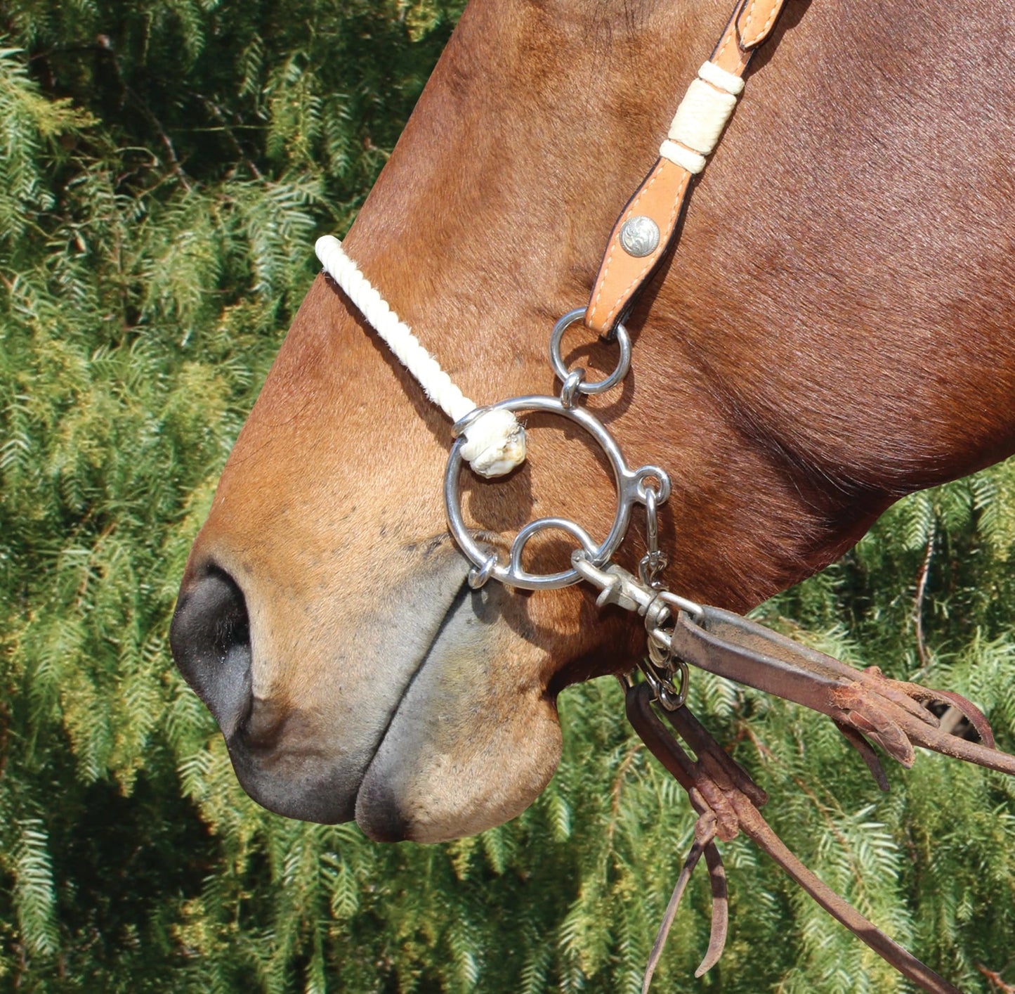 Professional's Choice Sports Medicine Products Combo Snaffle Horse Bits - Twisted Wire - Smooth Ring - Lifesaver Horse Mouth Piece