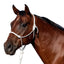 Classic Equine Rope Halter with 9ft Lead - Hardware-Free Nylon