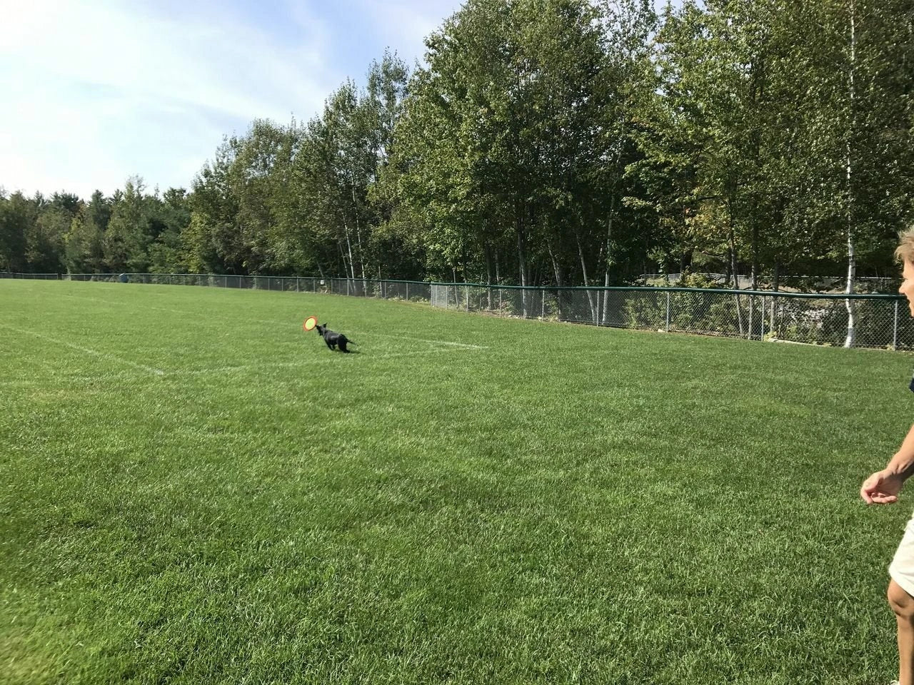 LoveWally The Original Soft Bite Floppy Disc Flyer Outdoor Adventure Gear Dog Toy - Hooves and Paws