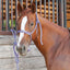 Classic Equine Flat Braid Halter and Leadrope, Purple - Grey (Sell out) - Hooves and Paws