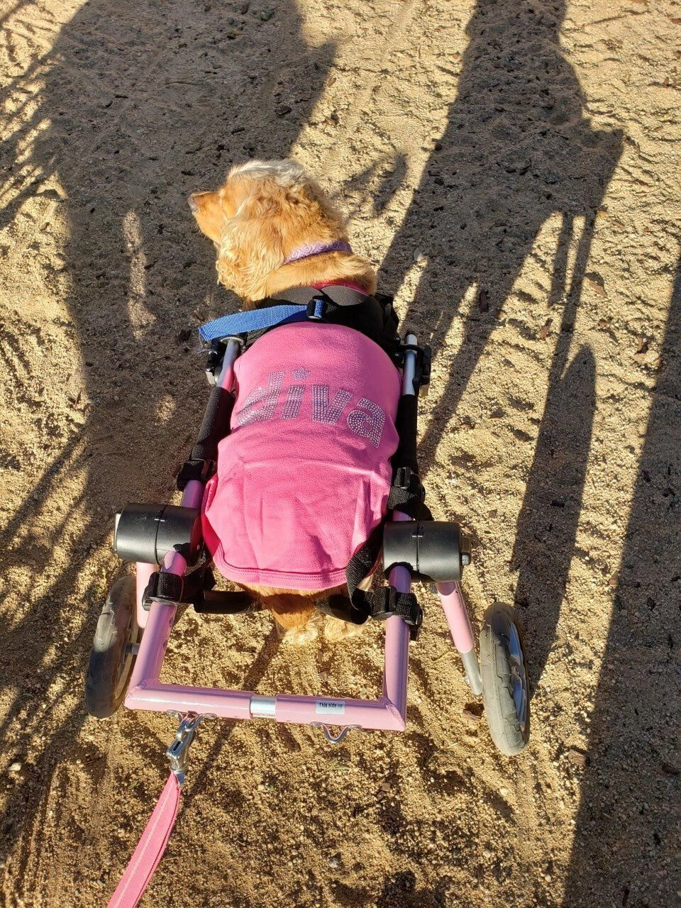 Parisian Pet Bitches Love Me Embroidered Tshirt - Hooves and Paws