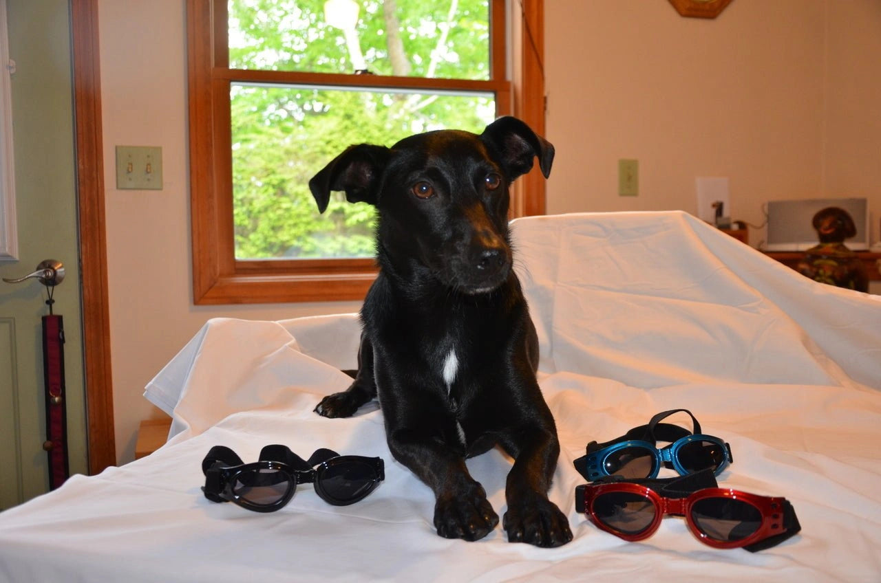 LoveWally Dog Goggles Sunglasses Outdoor Adventure Gear - Hooves and Paws