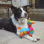 Doggijuana Refillable Premium Organic USA Catnip Dog Toy Naturally Calming - Hooves and Paws