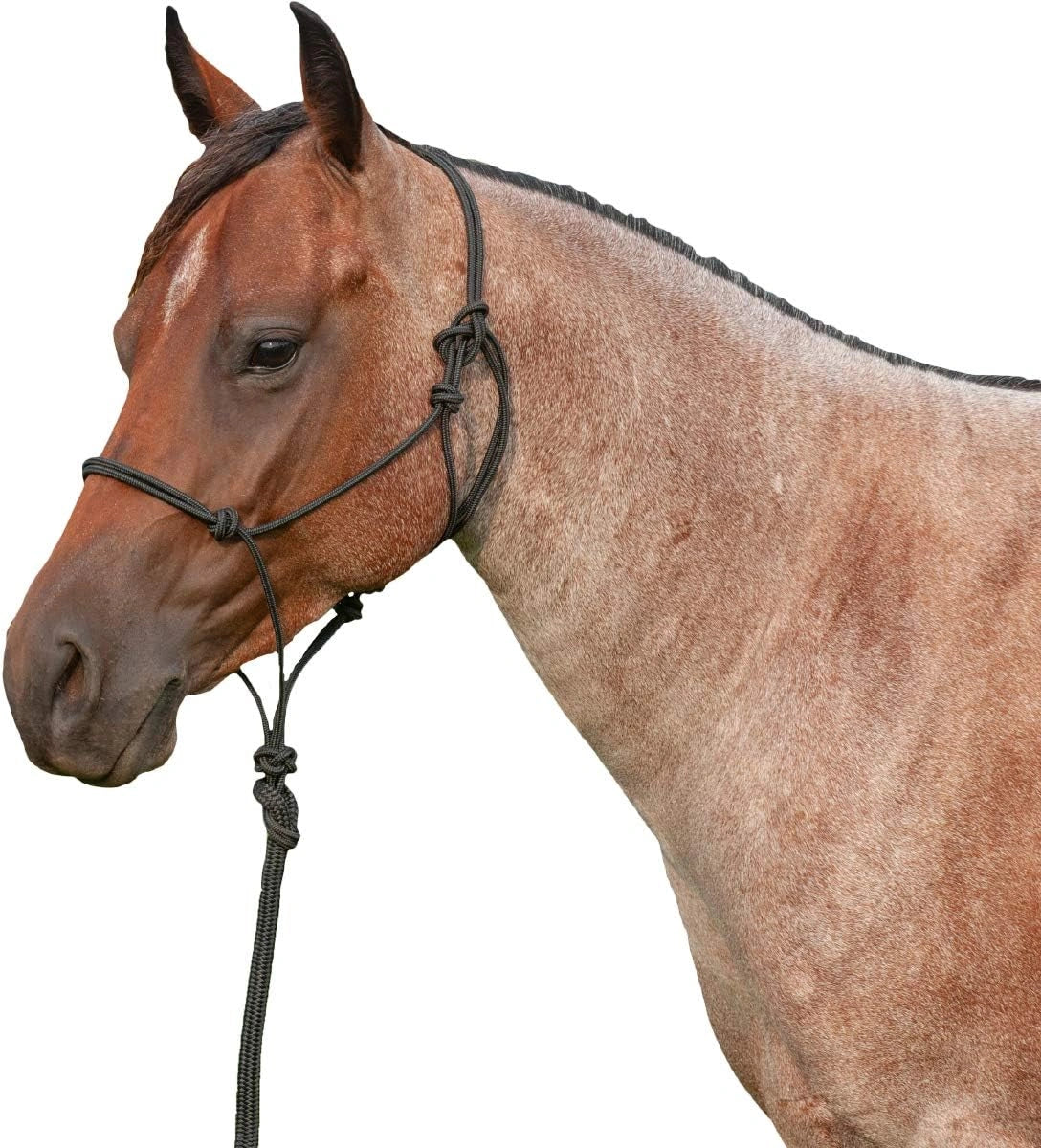 Martin Saddlery Marine-Grade Rope Halter & 9ft Lead Set